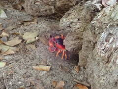 Gecarcinus lateralis