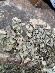 Dermatocarpon luridum