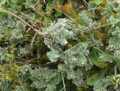Pimelea barbata barbata