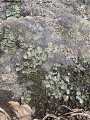 Dermatocarpon luridum