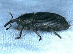 Siraton internatus