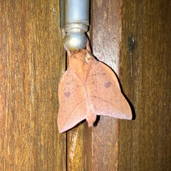 Adeloneivaia subangulata