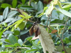 Pterospermum reticulatum