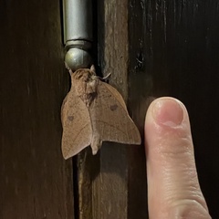 Adeloneivaia subangulata