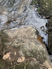 Dermatocarpon luridum