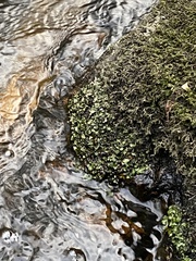 Dermatocarpon luridum