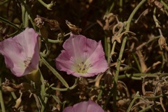 Convolvulus chilensis