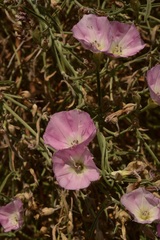 Convolvulus chilensis