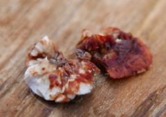 Stereum sanguinolentum