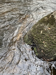 Dermatocarpon luridum