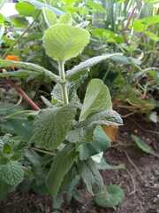 Pilea nummulariifolia