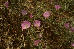 Convolvulus chilensis