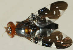 Acanthonevroides variegatus