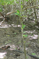 Elaeodendron xylocarpum