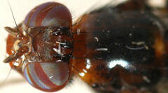 Acanthonevroides variegatus