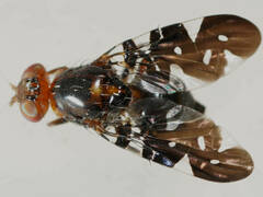 Acanthonevroides variegatus