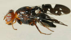 Acanthonevroides variegatus