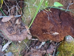 Inocutis ludoviciana