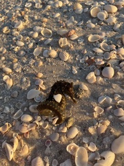 Syngnathidae