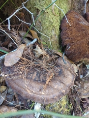 Inocutis ludoviciana