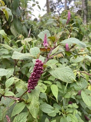 Phytolacca rugosa