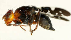 Acanthonevroides variegatus