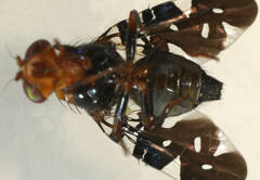 Acanthonevroides variegatus