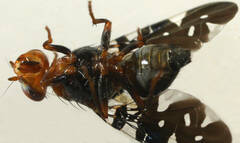 Acanthonevroides variegatus