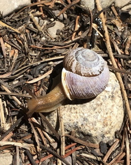 Allogona ptychophora