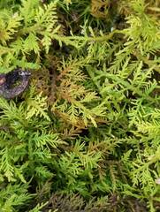 Thuidium delicatulum