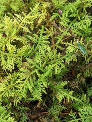 Thuidium delicatulum