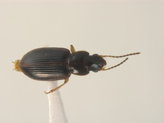 Bradycellus rupestris