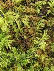 Thuidium delicatulum