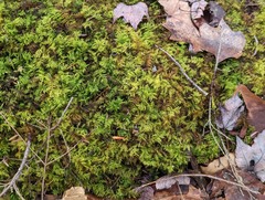 Thuidium delicatulum