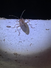 Dysdercus bimaculatus