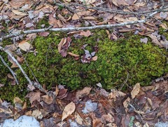 Thuidium delicatulum