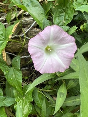 Calystegia sepium