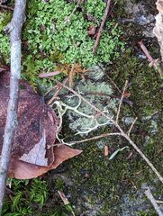 Evernia mesomorpha