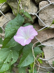 Calystegia sepium
