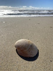 Dallocardia quadragenaria