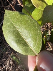 Lyonia fruticosa