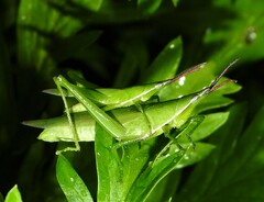 Atractomorpha australis