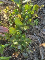 Lyonia fruticosa