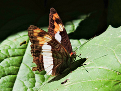 Adelpha phylaca phylaca