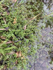Rotala rotundifolia