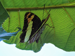 Adelpha phylaca phylaca