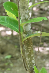 Elaeodendron xylocarpum