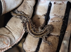 Eurycea guttolineata