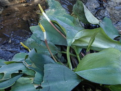 Orontium aquaticum