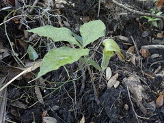 Arisaema acuminatum